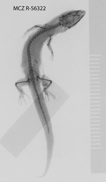 Media type: image;   Herpetology R-56322